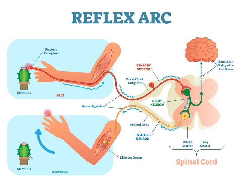 pain reflex arc