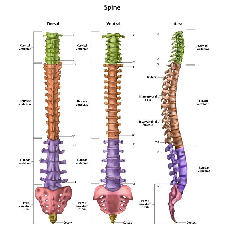 spine anatomy
