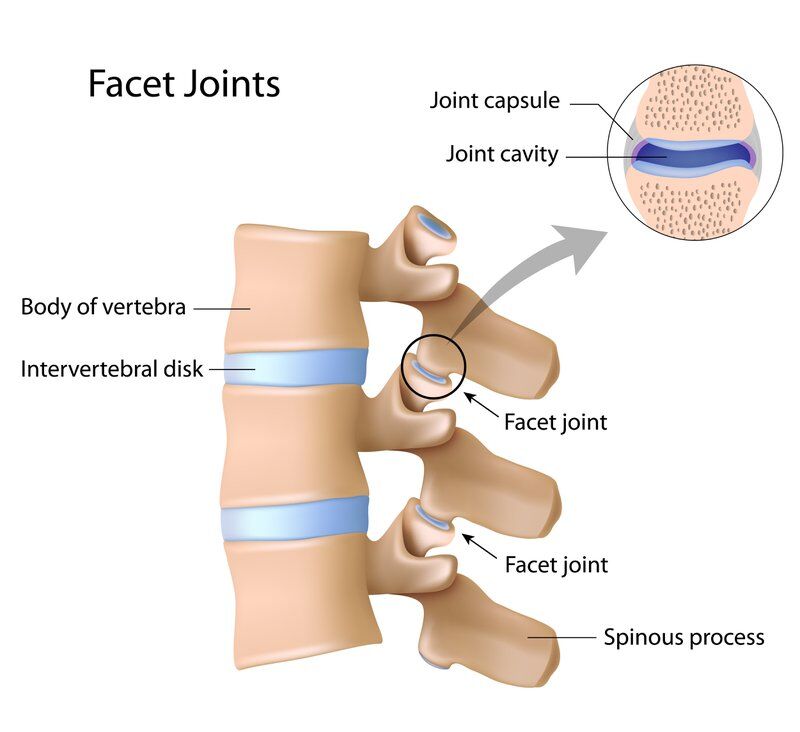 diagram of facet joint