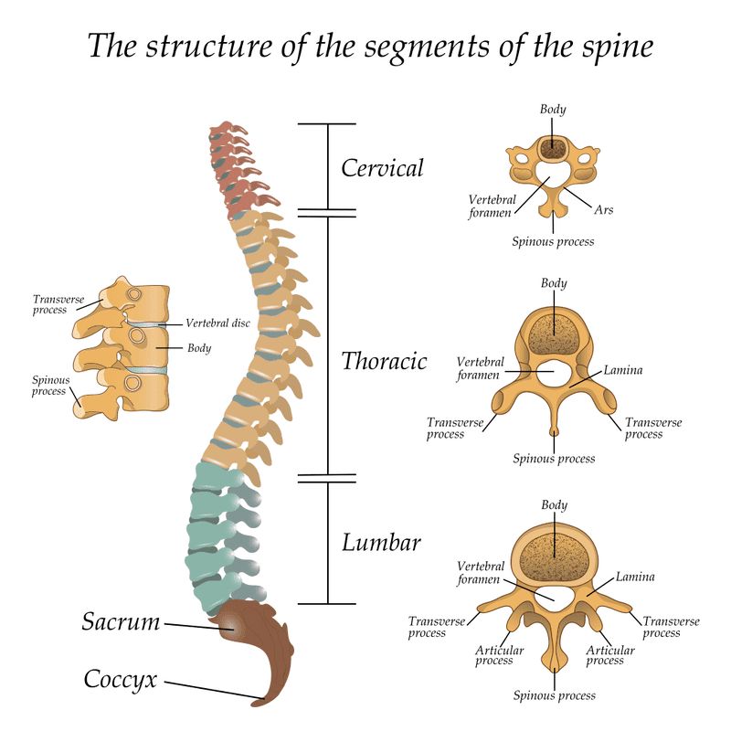 diagram of spine from pain management specialist